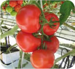 http://communityguide.com.au/syteadmin/admin/pics4/tomatoes.jpg