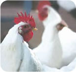 http://communityguide.com.au/syteadmin/admin/pics4/chooks.jpg