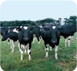 http://communityguide.com.au/syteadmin/admin/pics4/cows.jpg